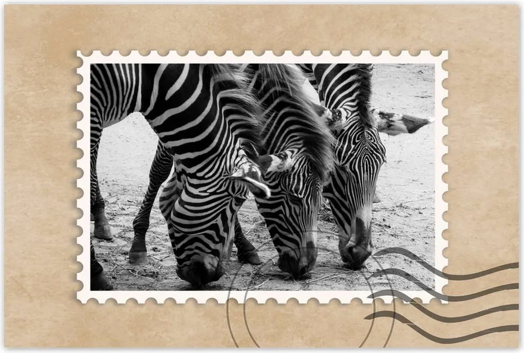 Poszterek 120x80 Három zebra