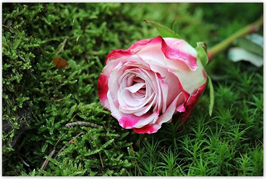 Poszterek 120x80 Rózsa Virág Virágok Rózsa