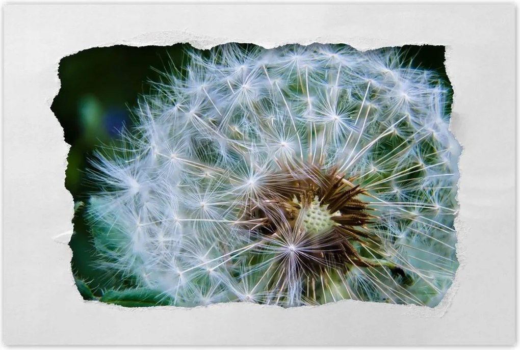 Poszterek 60x40 Pitypang Virág Virágok