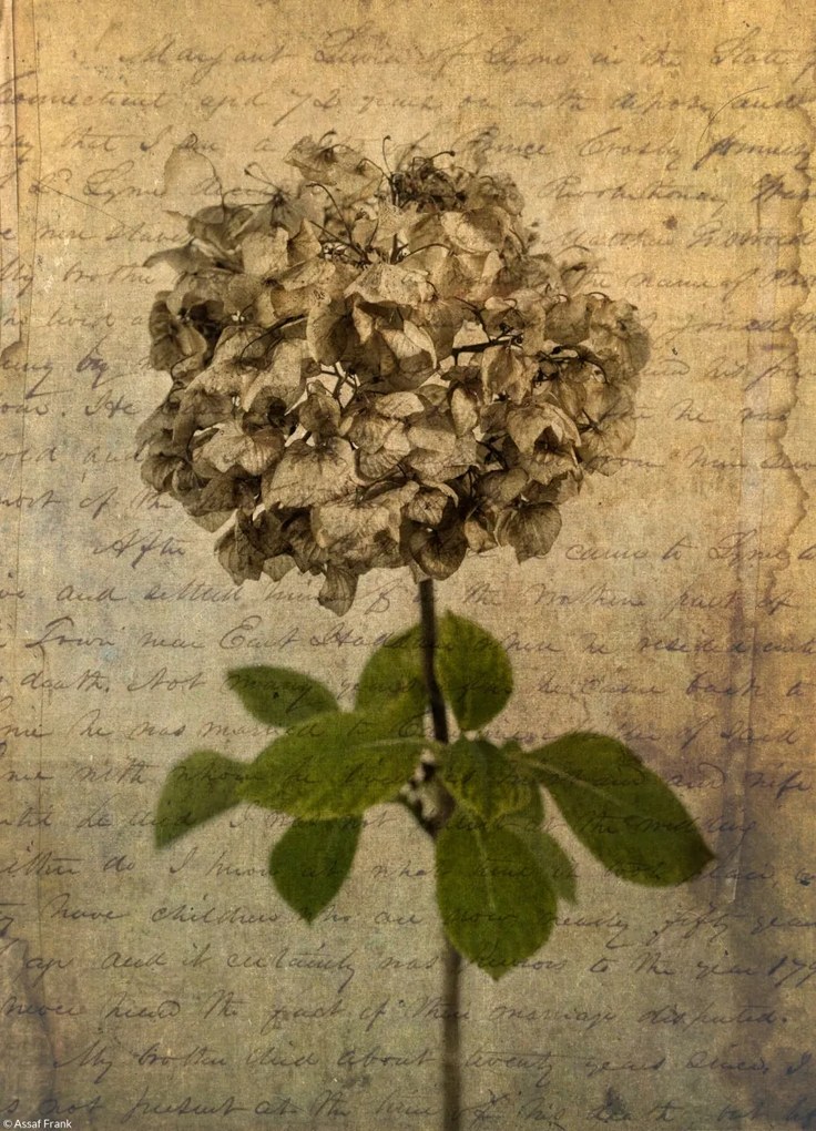 Poszter 20,5x28,4cm Egy szárított hortenzia virág, Assaf Frank