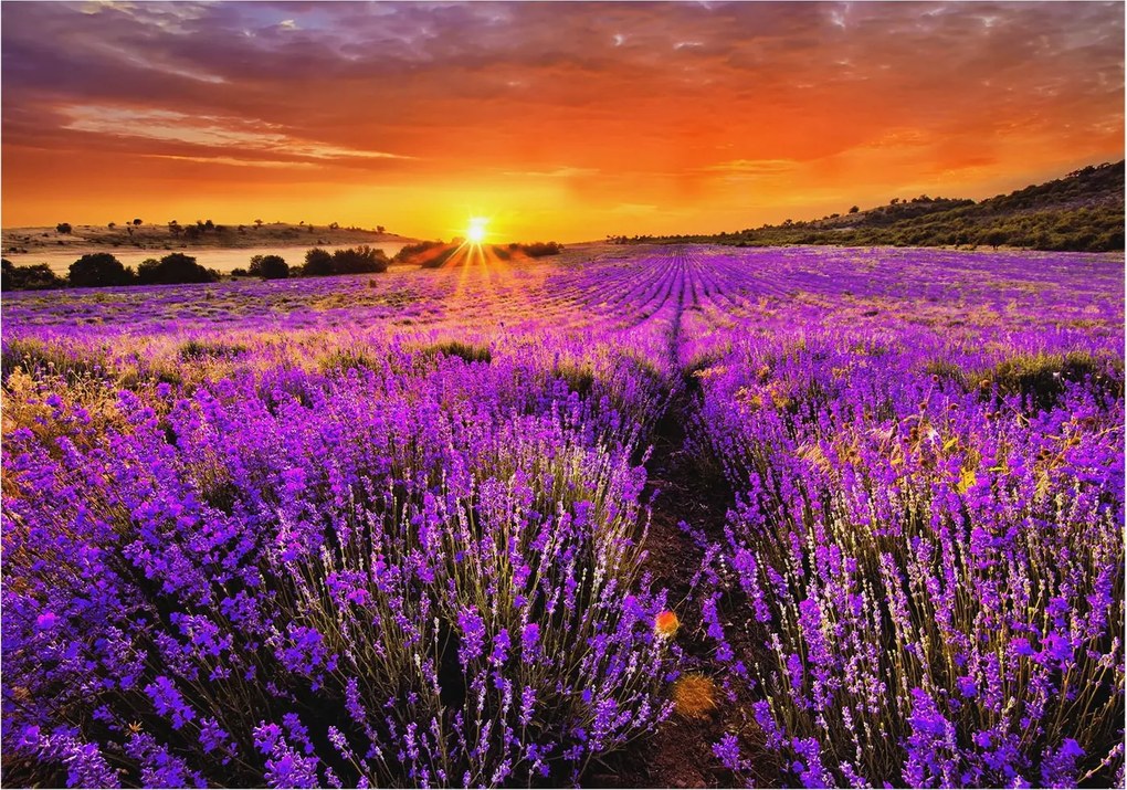 Divatos 3D Fali Tapéta Levendula Nyugat 312x219 Ragasztóval