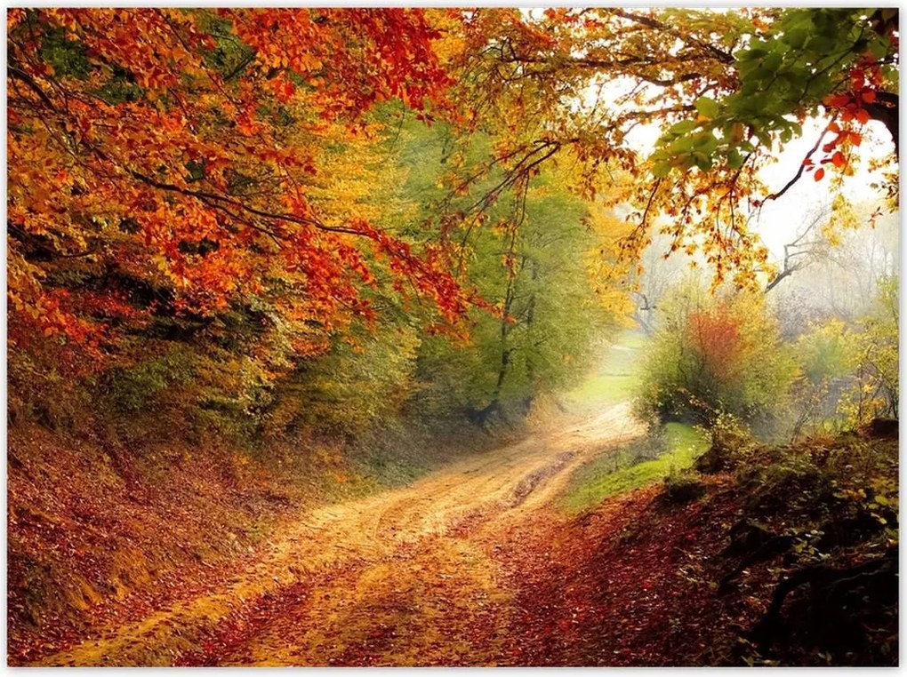Poszterek 135x100 Út az erdőben ősz