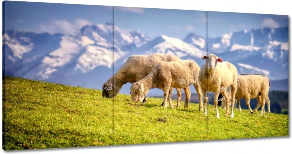 Vászonkép 180x90 Juh legeltetés Bárányok