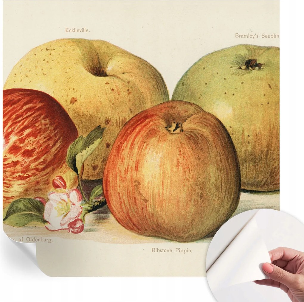 Dekoratív öntapadós fotótapéta Hálószobába Alma virágok 250x250 cm