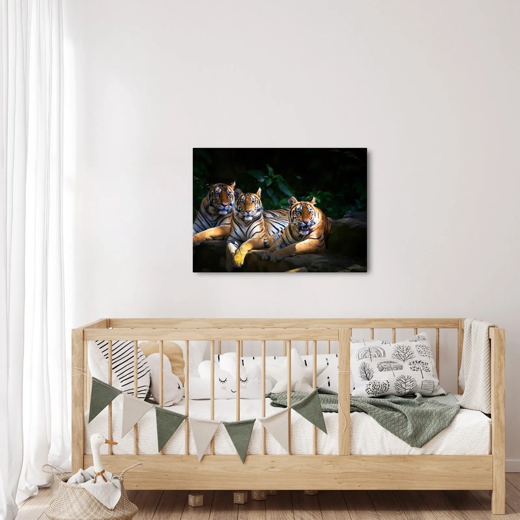 Kép - Tigris testvérek (70x50 cm)
