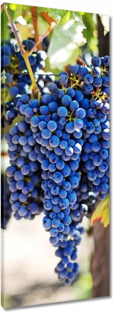 Vászonkép 40x100 Bor Szőlő Szőlőbirtok