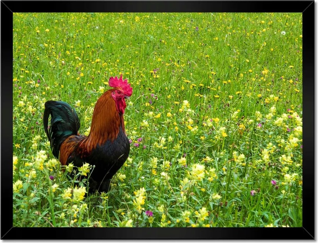 Poszterek keretben 40x30 Kakas a réten