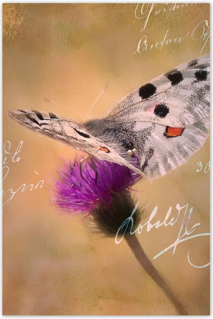 Poszterek 80x120 Szeretem a pillangókat