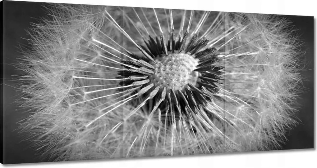 Vászonkép 120x60 Pitypang Virág Virágok