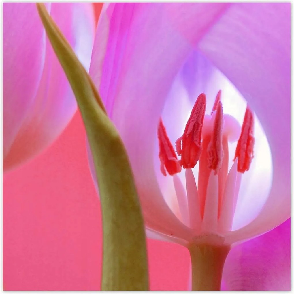 Poszterek 100x100 Rózsaszín tulipán
