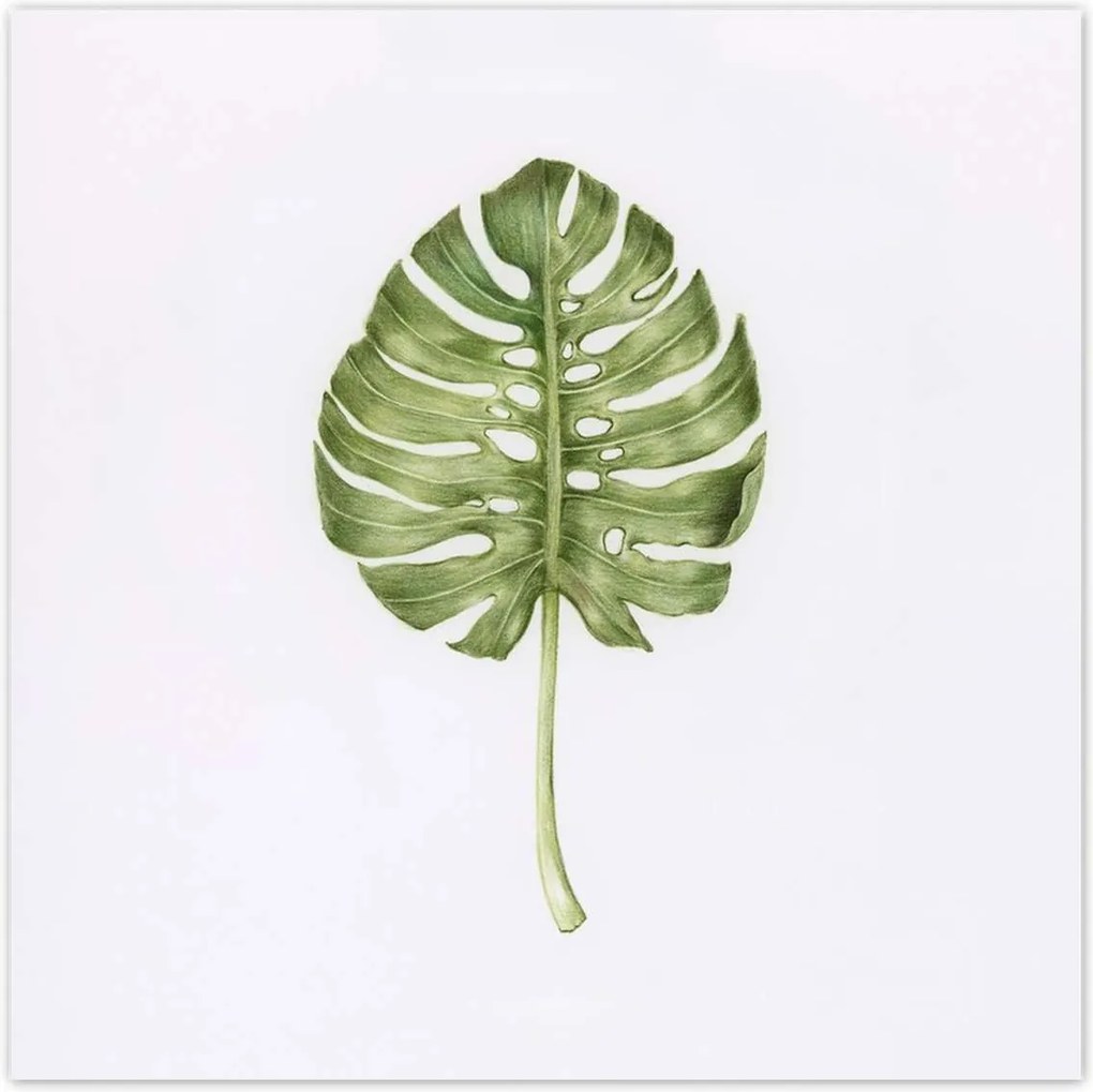 Poszterek 100x100 Monsera levél lyukas