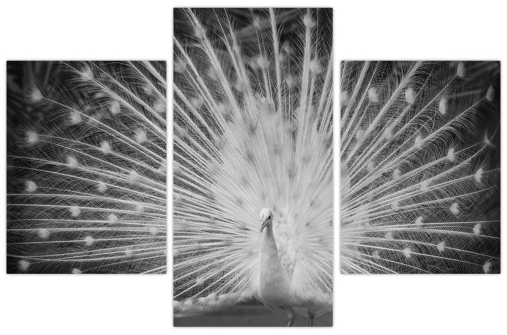 Kép - Fehér páva (90x60 cm)