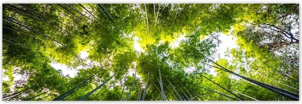 Poszterek 200x66 Bambusz trópusi erdő