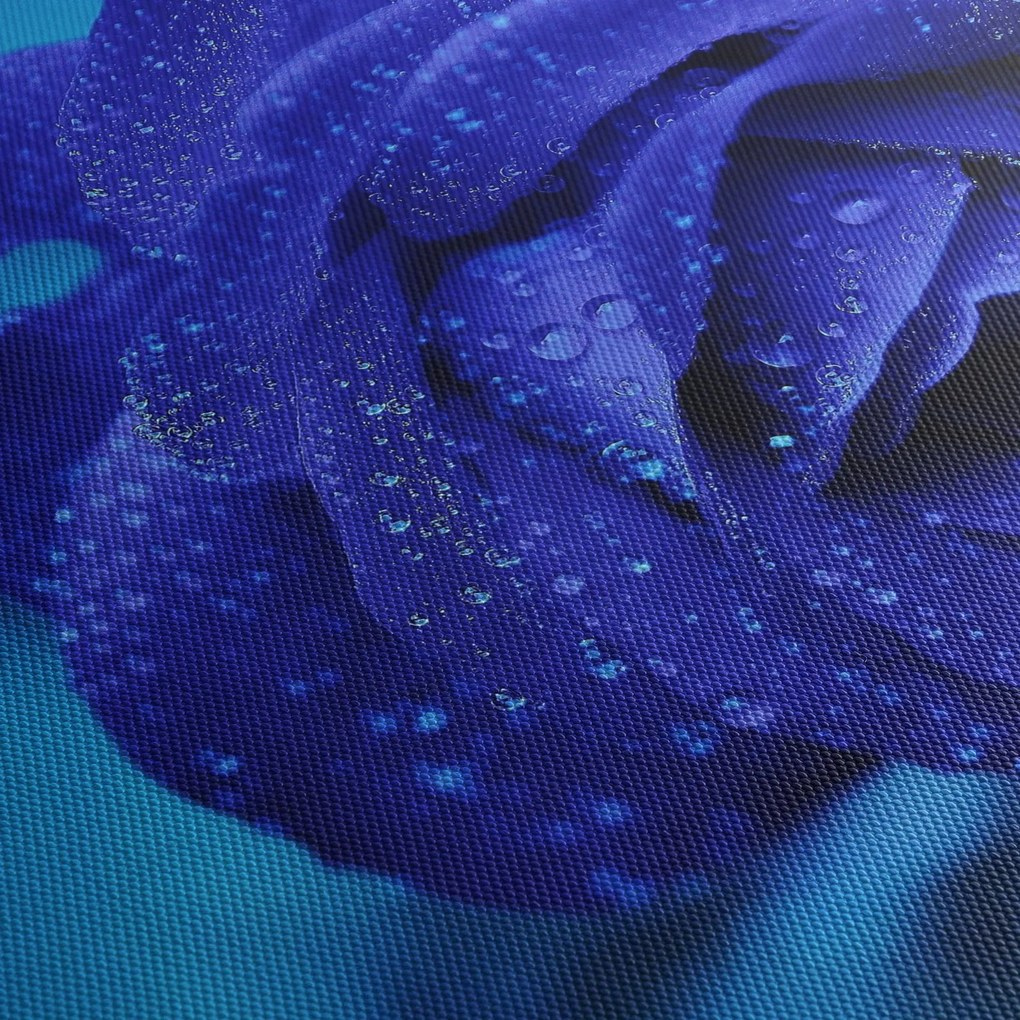 Kék rózsa képe (70x50 cm)