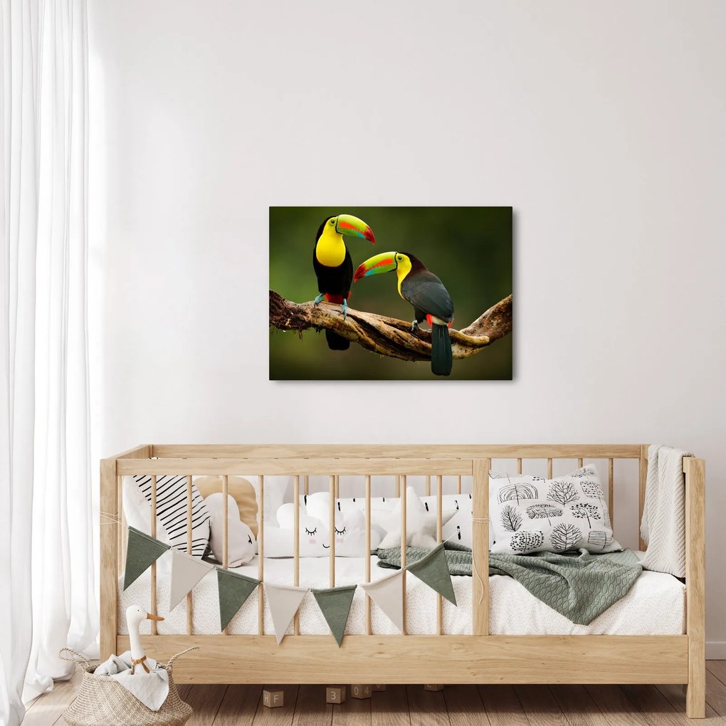 Ülő tukánok képe, Costa Rica (70x50 cm)