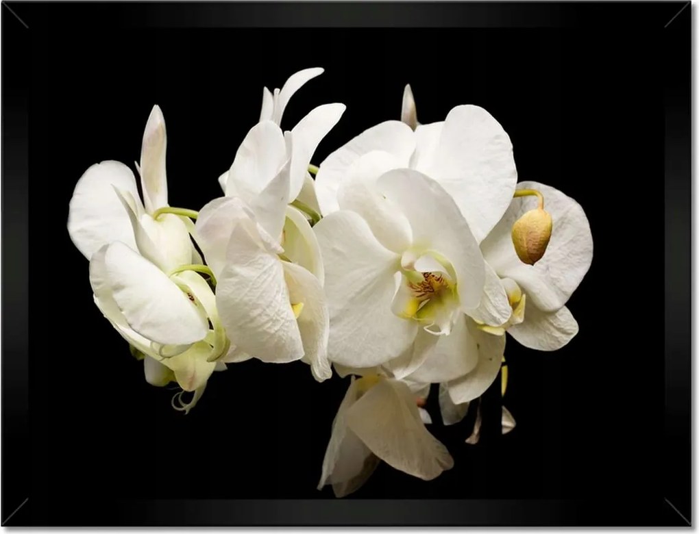 Poszter keretben 40x30 Fehér orchidea virágok