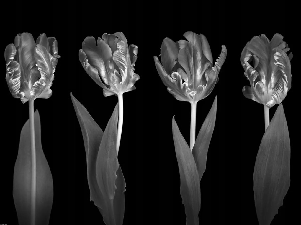 Poszter 80x60cm Rokokó tulipánok, Assaf Frank