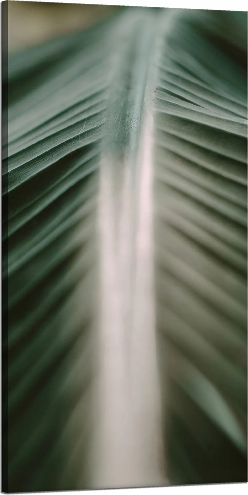 Vászonkép Természet Pálmalevél 60x120