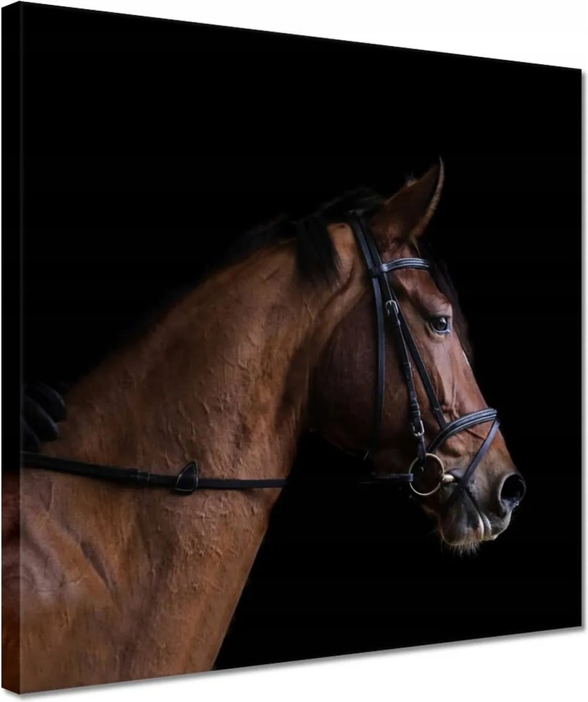 Vászonkép 30x30 Lófej Ló Lovak