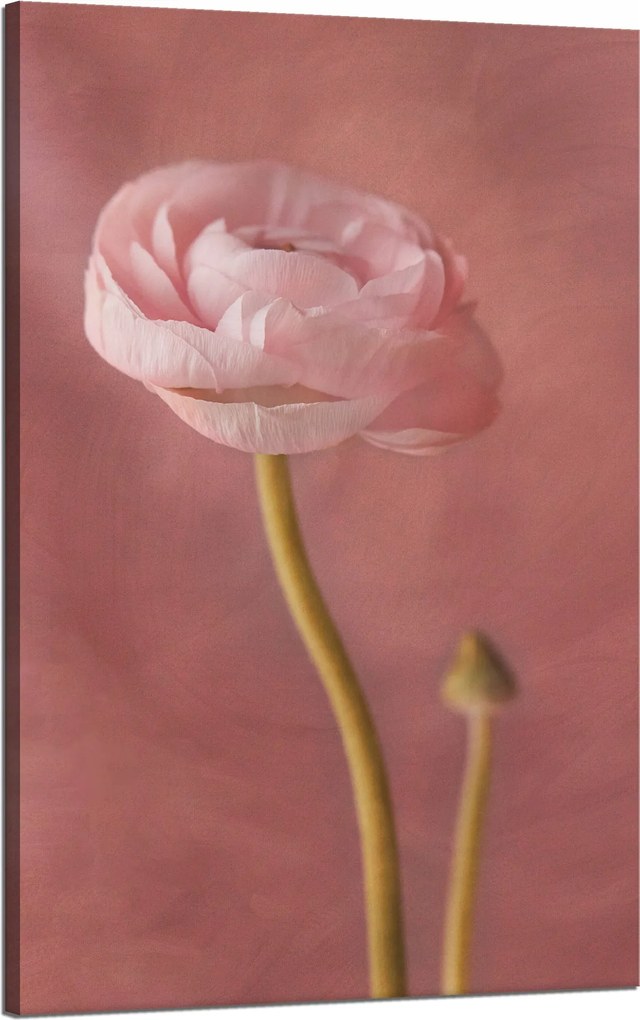 Vászonkép Botanika Bazsarózsa 50x80 cm