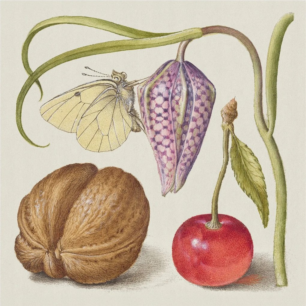 Dekoratív Fotótapéta Hálószoba Pillangó növények 250x250 Ragasztó