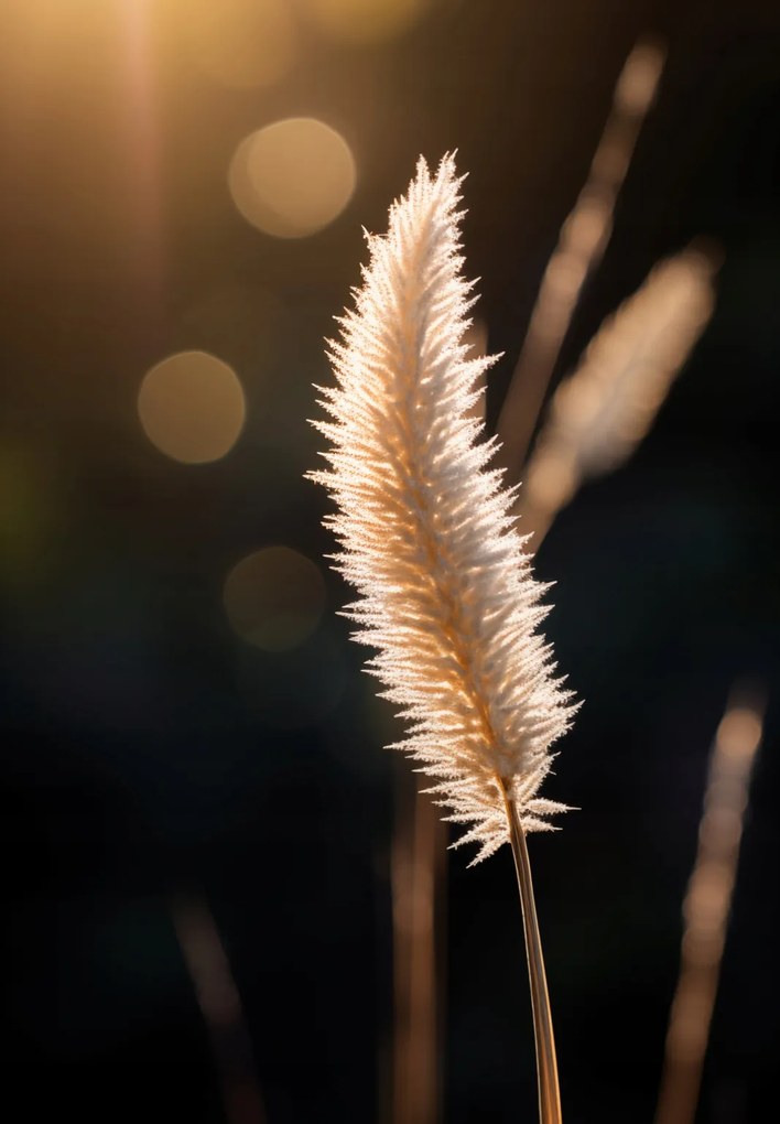 Poszter 68x98cm Arany fény