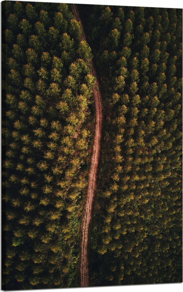 Vászonkép Természet Erdei ösvény felülről 50x80