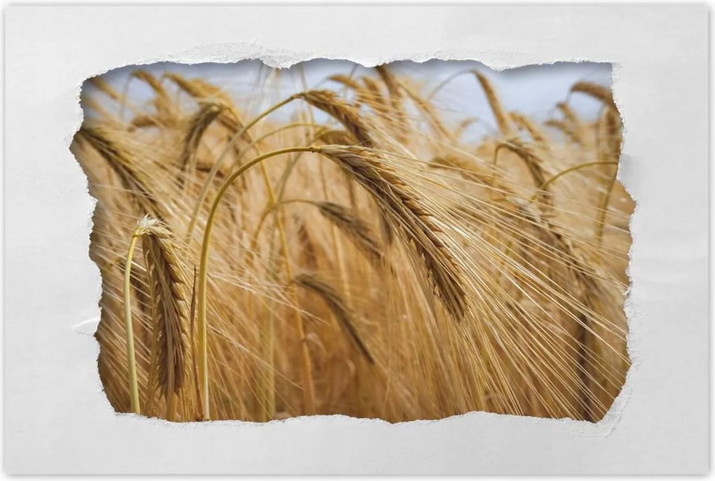 Poszterek 60x40 Kalászok gabonával Gabonafélék