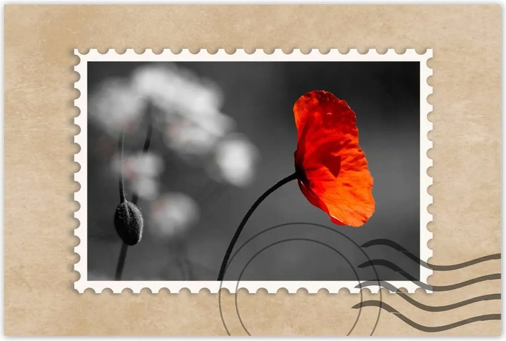 Poszterek 90x60 Virágzó piros pipacs