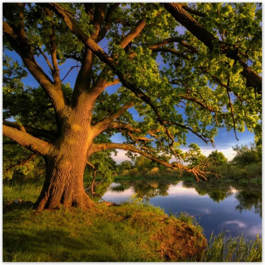 Poszterek 70x70 Tölgy a croissant-ban