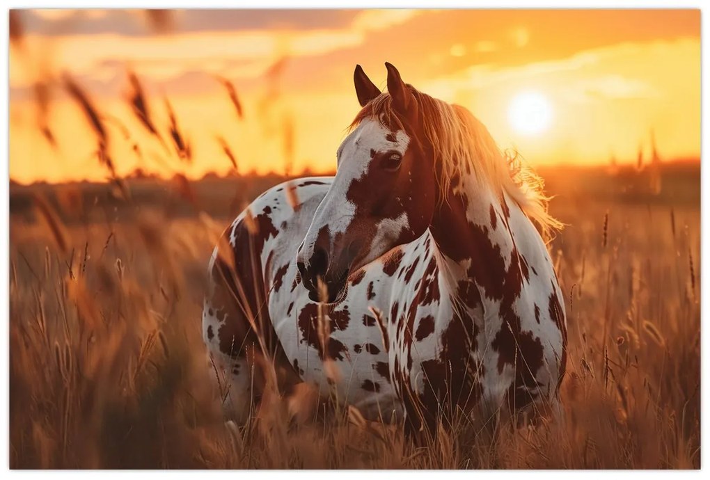 Kép - Ló naplementében (90x60 cm)