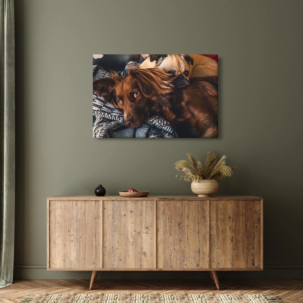 Egy kép fekvő kutyákról (90x60 cm)