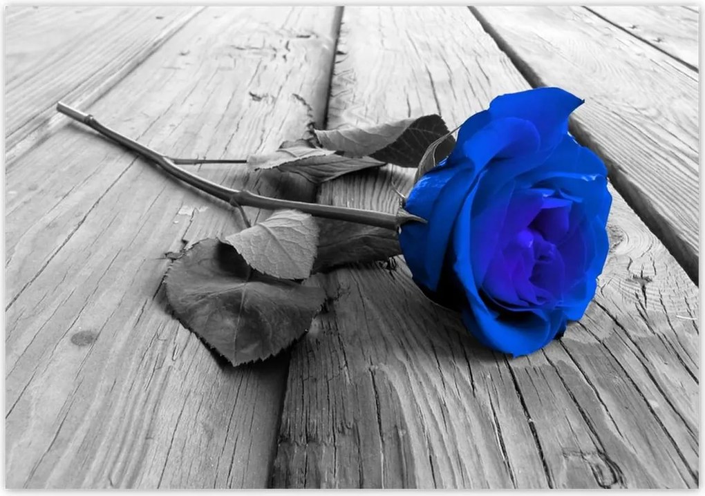 Fotótapéták 416x290 Kék rózsa Ajándék