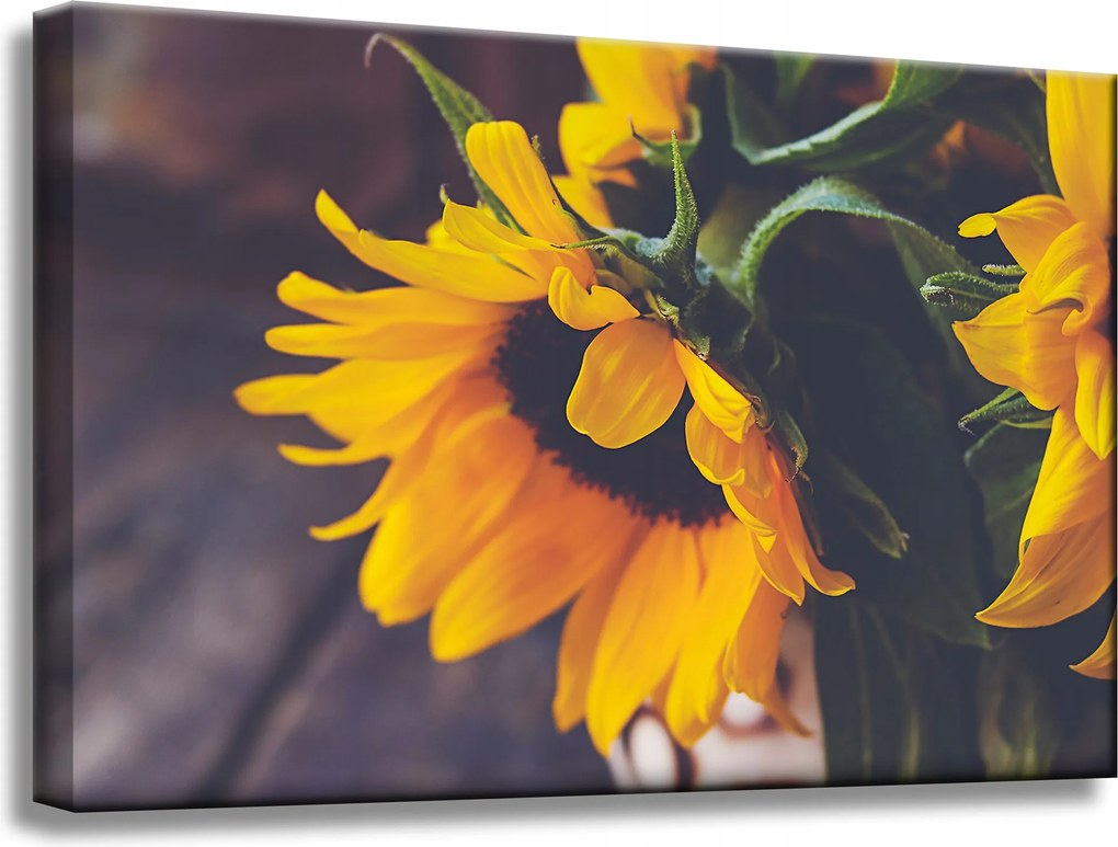 Vászonkép Virág Botanika Napraforgók 60x40