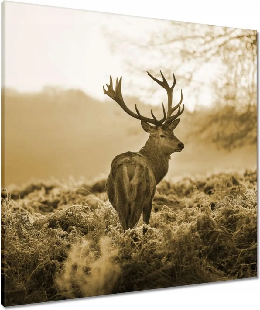Vászonkép 70x70 Szépia szarvas
