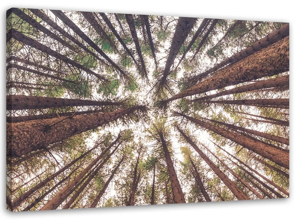 Gario Vászonkép Magas fenyok Méret: 100 x 70 cm