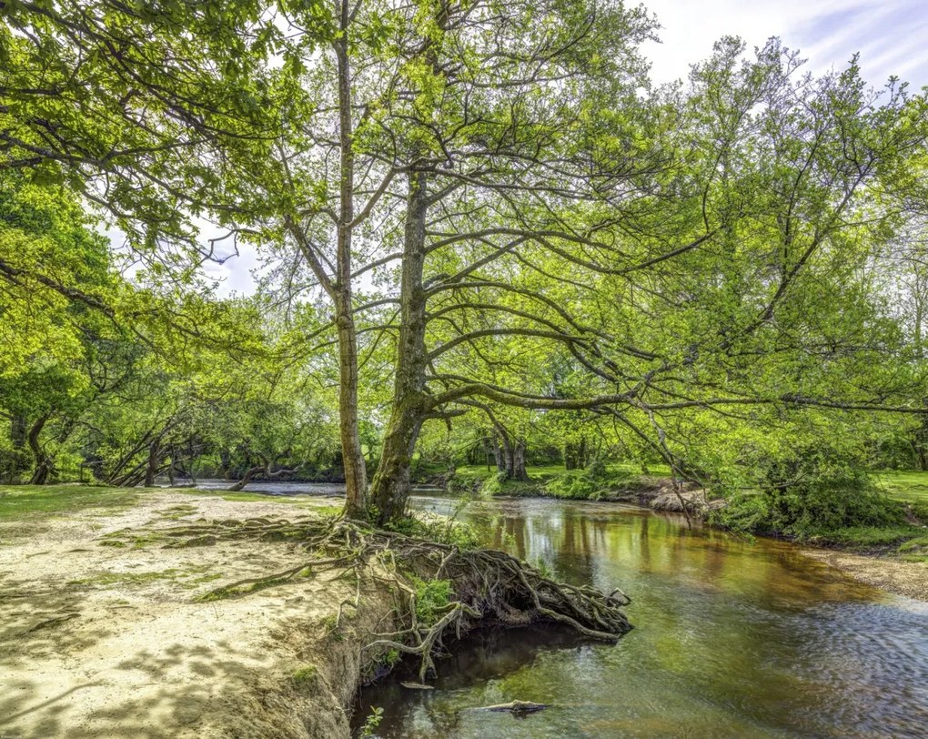 Poszter 76x60,5cm Tó az erdőben 2, Assaf Frank