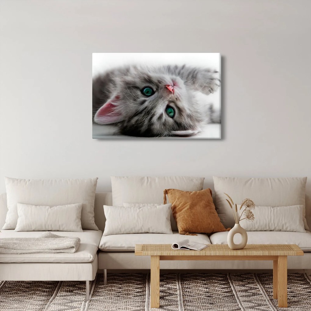 Kép - Macska zöld szemekkel (90x60 cm)