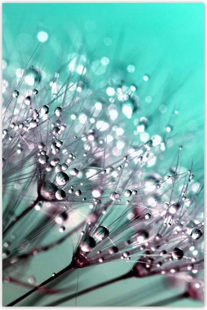 Poszterek 80x120 harmatcseppek Pitypang