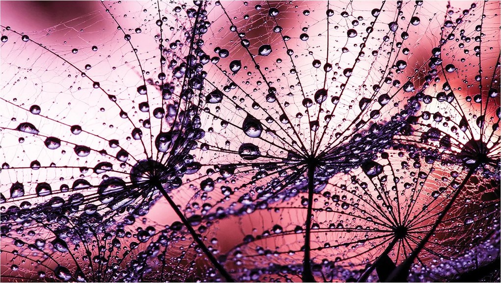 Fotótapéta Rosa a pitypangon a természet varázsa rózsaszín ékezetek 250x175 +ragasztó