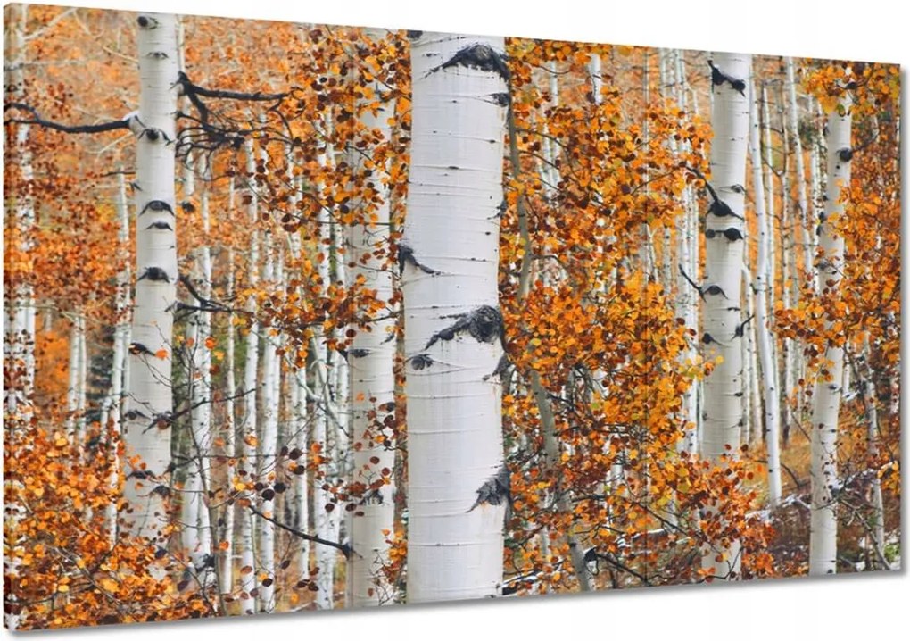 Festmények 120x80 Őszi táj Nyírfa