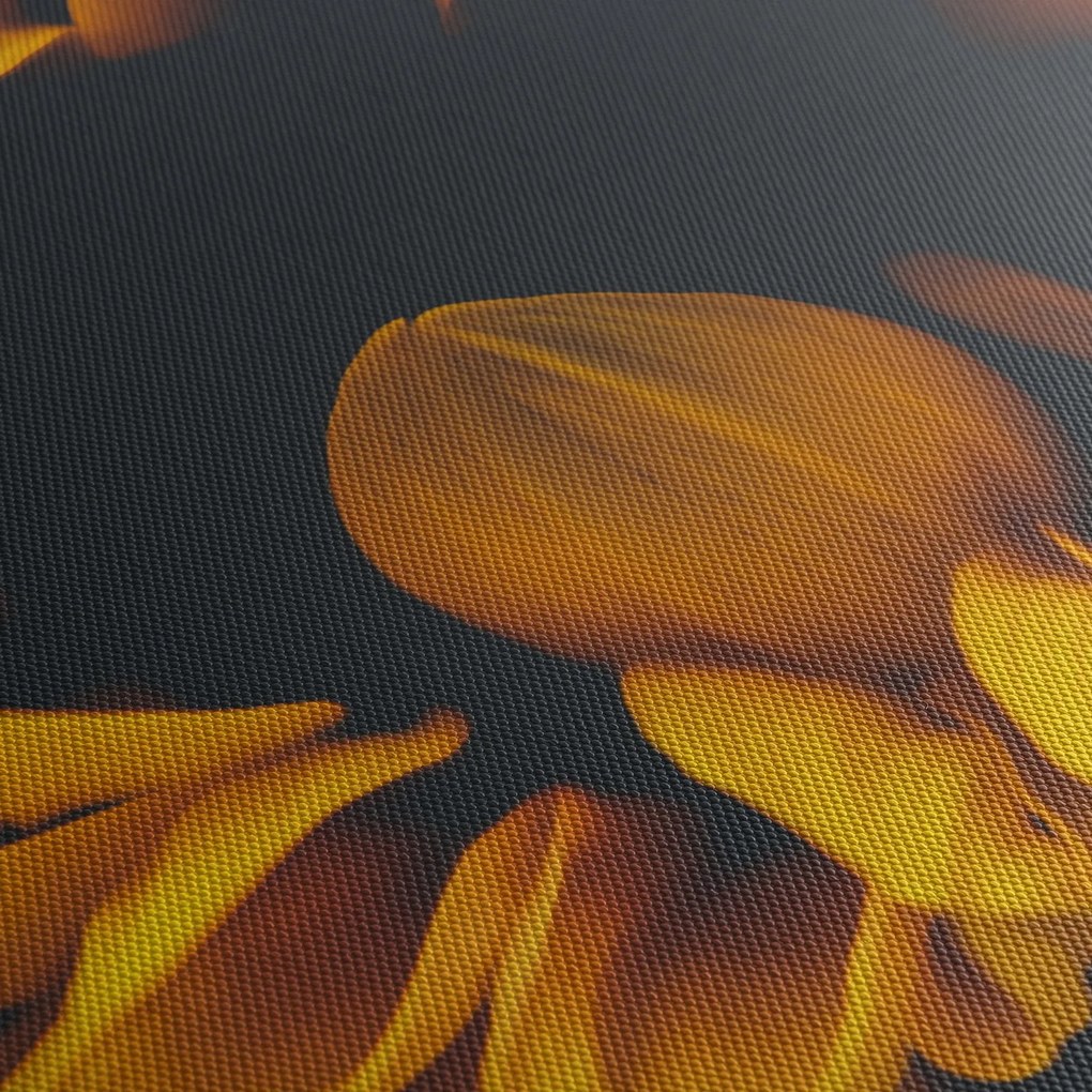 Kép - Napraforgó fekete háttérben (70x50 cm)