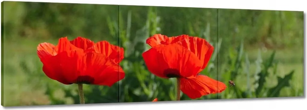 Vászonkép 150x50 Pipacs Virágok