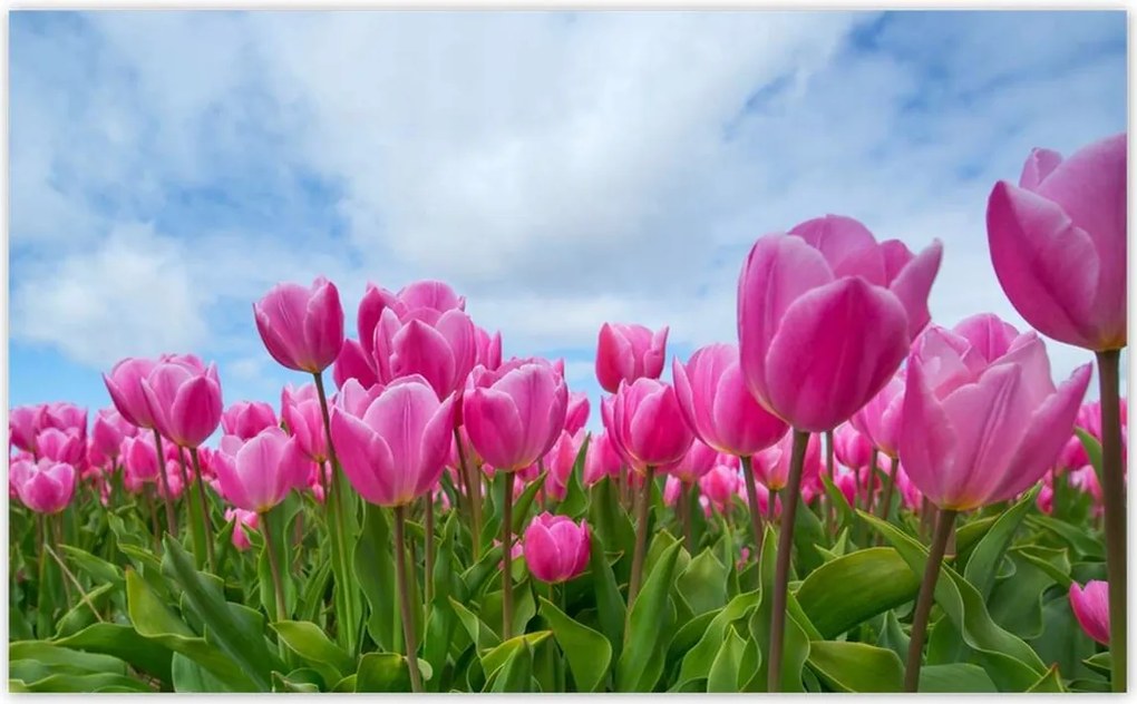 Fotótapéták 520x318 Tulipánok Valentin napra