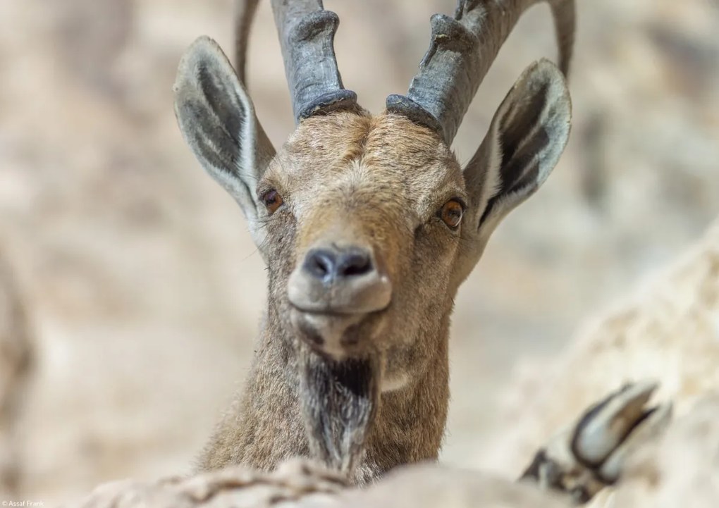 Poszter 29,7x21cm Nubiana Ibex 5, Assaf Frank