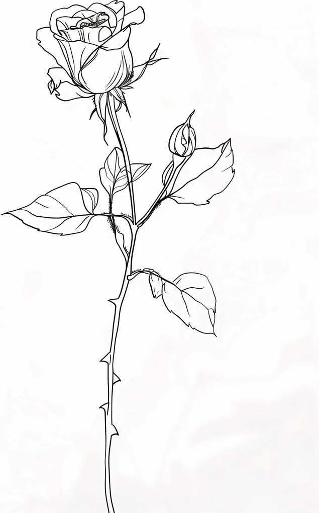 Poszter 30x40cm Rózsa kontúr