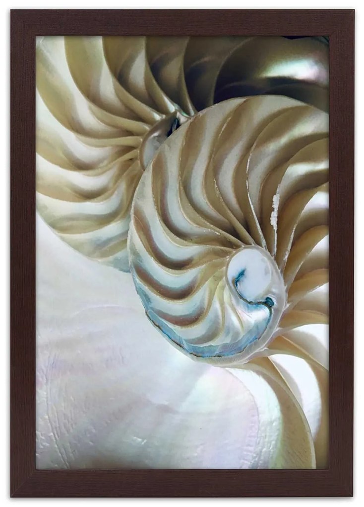 Gario Poszter Egy kagyló belseje A keret színe: Fekete, Méret: 70 x 100 cm