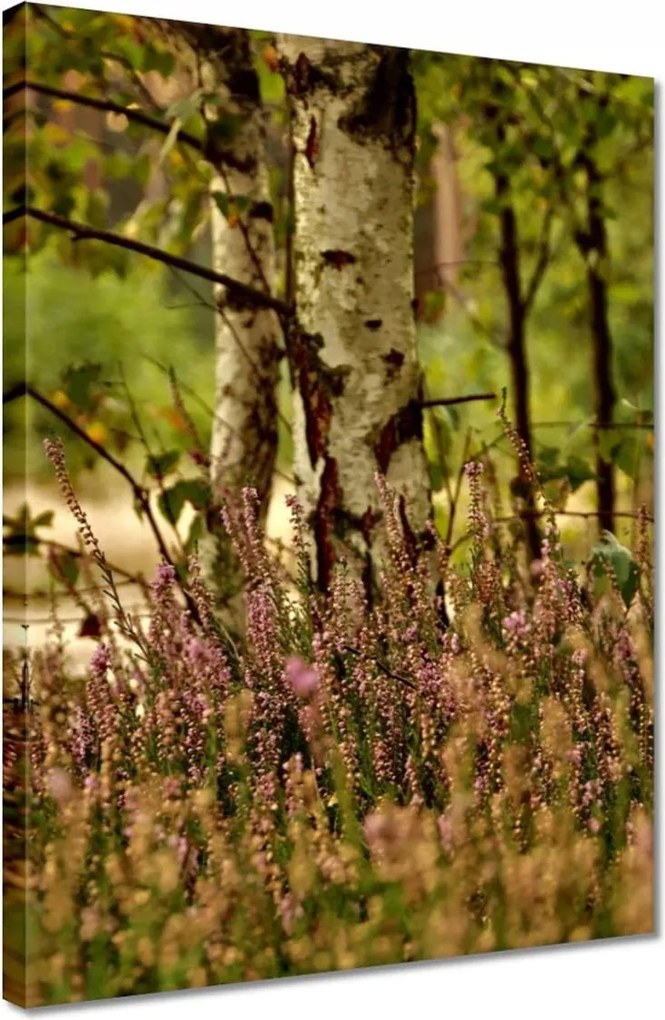 Vászonkép 30x40 Nyírfa a hangák között Erdő