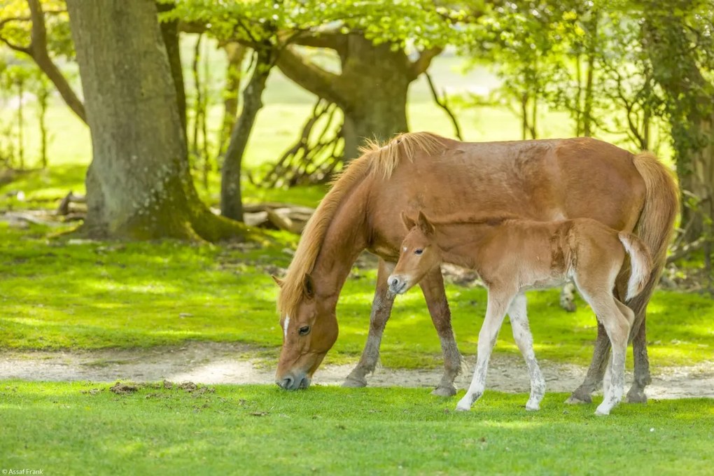 Poszter 30x20cm Ló és csikó 3, Assaf Frank