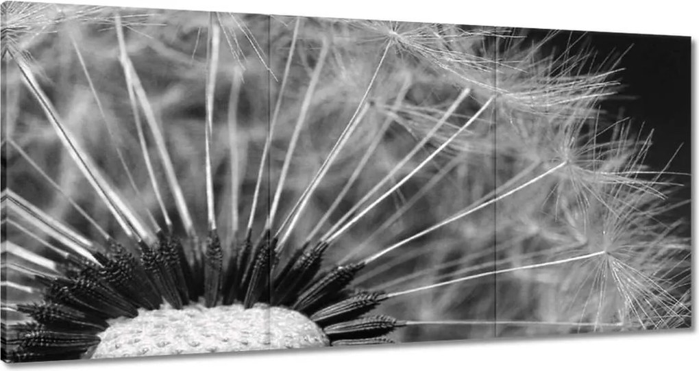 Vászonkép 180x90 Pitypang Virág Virágok